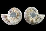 Bargain, Cut & Polished Ammonite Fossil - Madagascar #148019-1